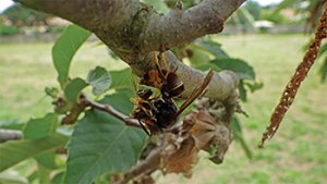 Asian Hornet