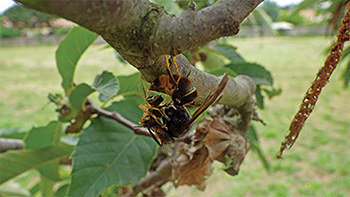 Asian Hornet
