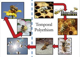 task shifting temporal polyethism