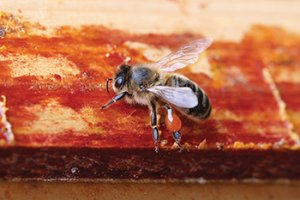 Propolis and Resin