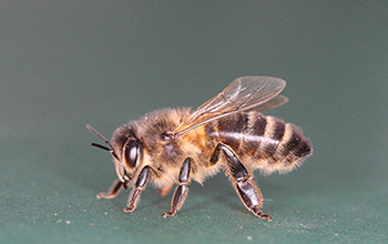 honey bee