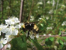 bumble bee on flower