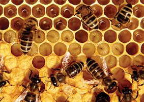 honey bees