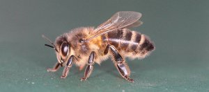 honey bee