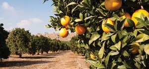 Orange grove honey bees
