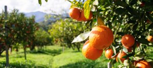 Orange grove