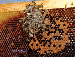 honey bee biology