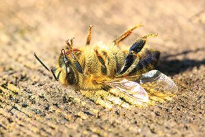 Dead Honey Bee