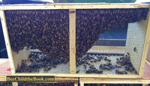 Package Bee Setup
