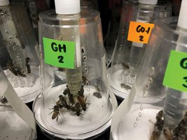 Pesticide Risk To Bees