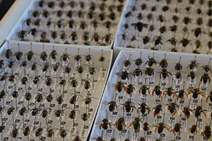native and managed bee habitats