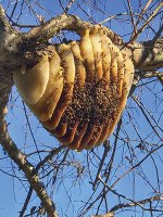 open air hive