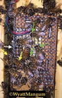 package bees queen problems