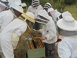 beekeepers inspecting hives