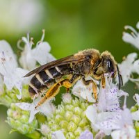 Orange-legged Furrow Bee