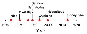 sex-switching honey bees