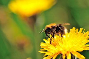 bee on flower