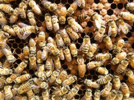 searching for the queen bee