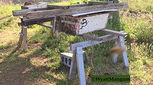 honey bee swarm