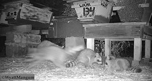 raccoon in apiary