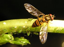 Hoverfly