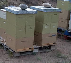 bee hives