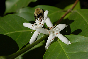 bee on coffee tree bloom