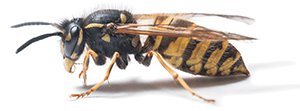 yellow jacket