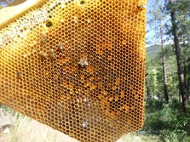 full honey frames