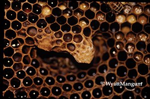 queen bee cells