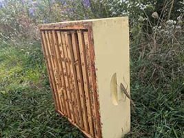 frames of bees