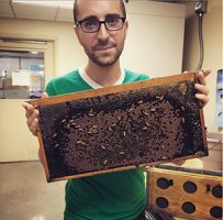 frame of honey bees