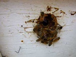 honey bees
