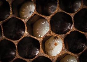 honey bee larva