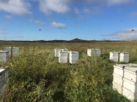 bee hives in field