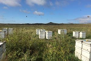 bee hives in field