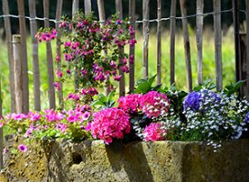 bee attracting flowers