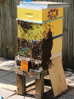 Thermal treatment of beehive for varroa