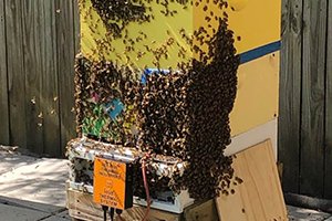 Thermal treatment of beehive for varroa