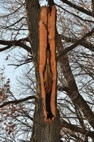 beehive-hollow-tree
