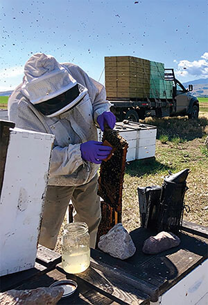 Bee Informed Partnership