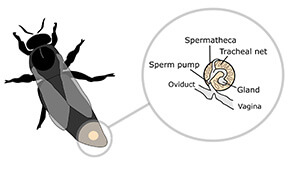 bee sex organs