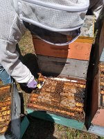Beekeeper checking on hive of bees