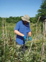pesticide residue in flowers