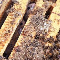 deadout beehive