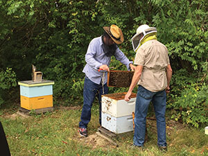 Dr. Greg Hunt and Krispn Given evaluating one of their Mite-biter/grooming colonies