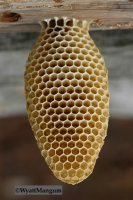 honey comb