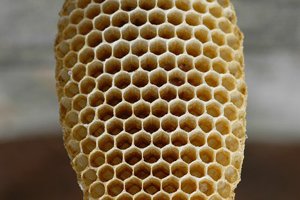 honey comb