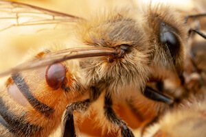 varroa mite on bee