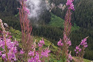 fireweed
